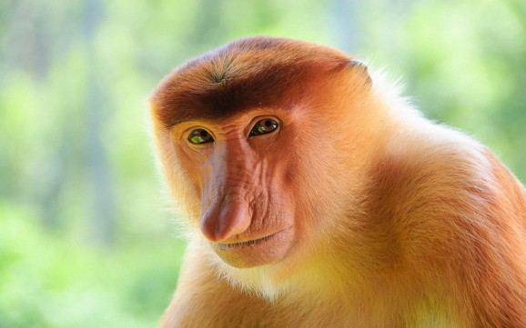 アナルの妖精だとされる写真